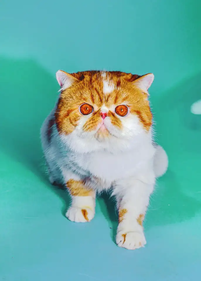 Экзотический кот Гарфилд. Даром., фотография 7