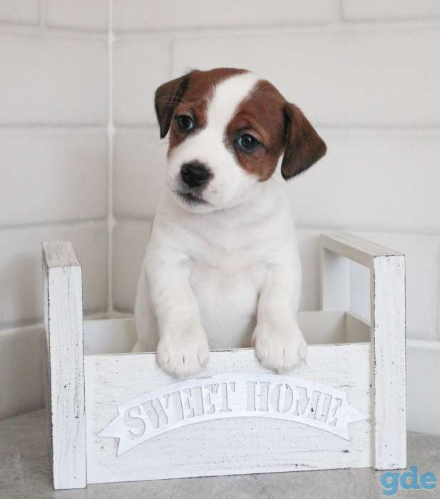 Щенки Джек Рассел терьер., фотография 5