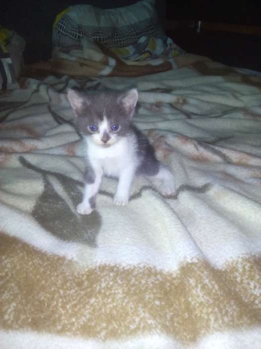 Котята в дар, фотография 9
