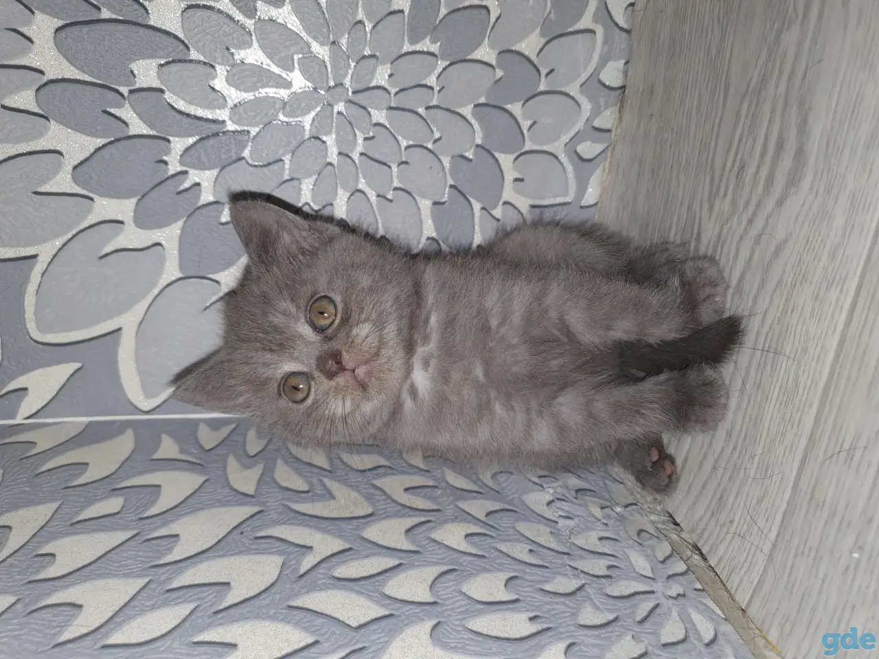 Продажа котят, фотография 13