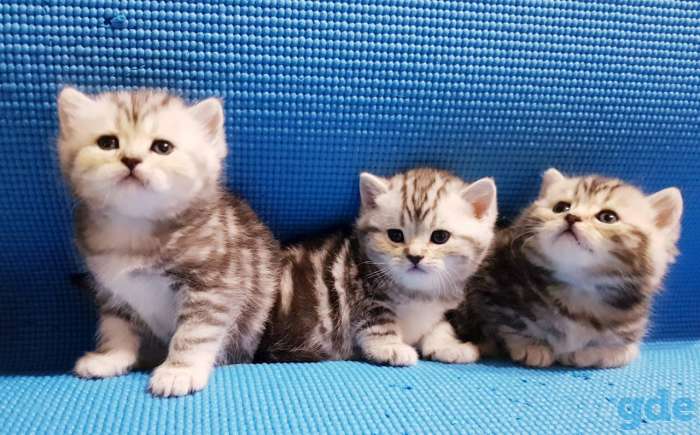 Шикарные, котята,от титулованных,родителей!, фотография 2