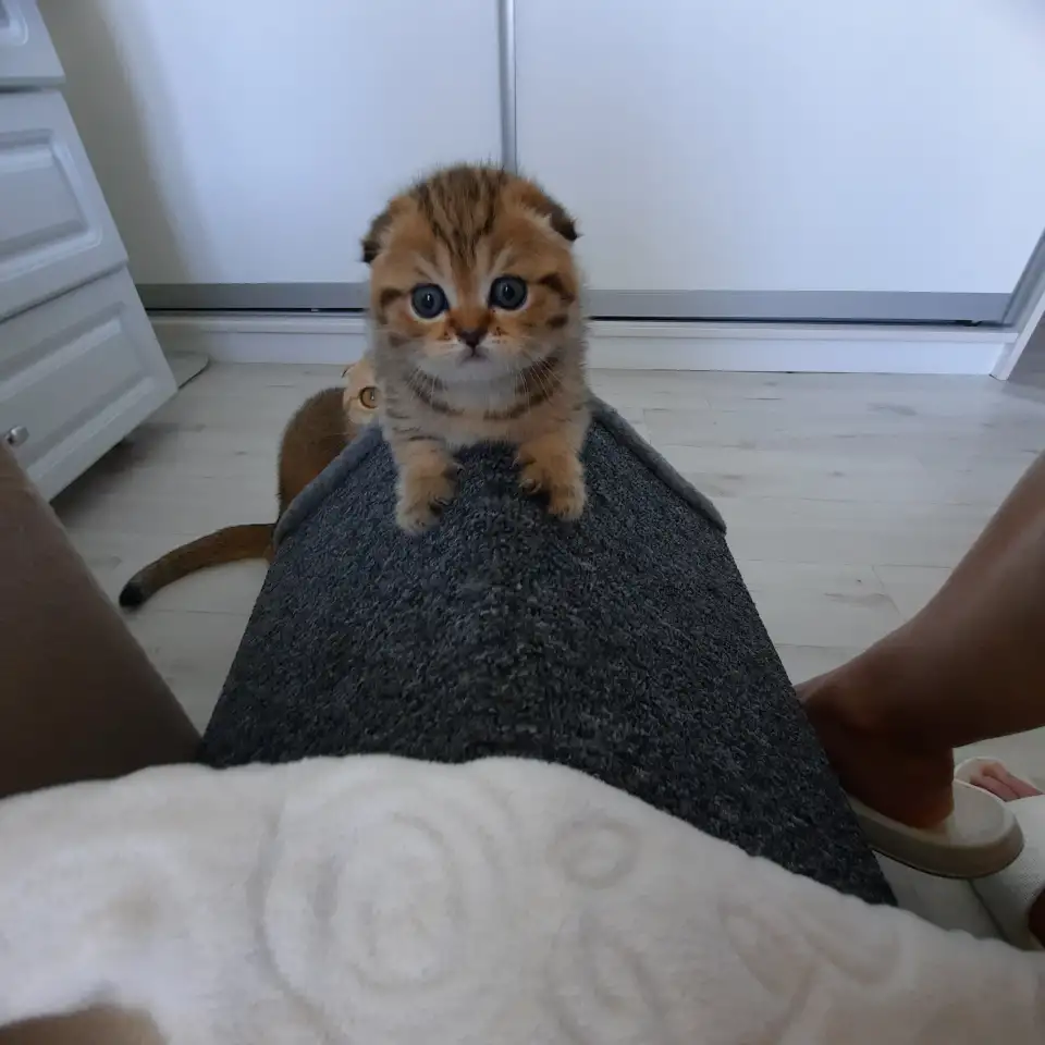 Шотландский вислоухий котенок, фотография 1