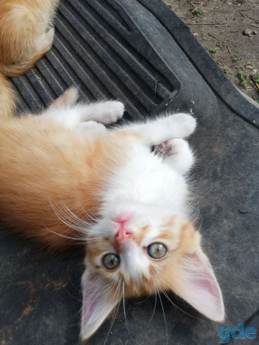 Котята даром, фотография 1