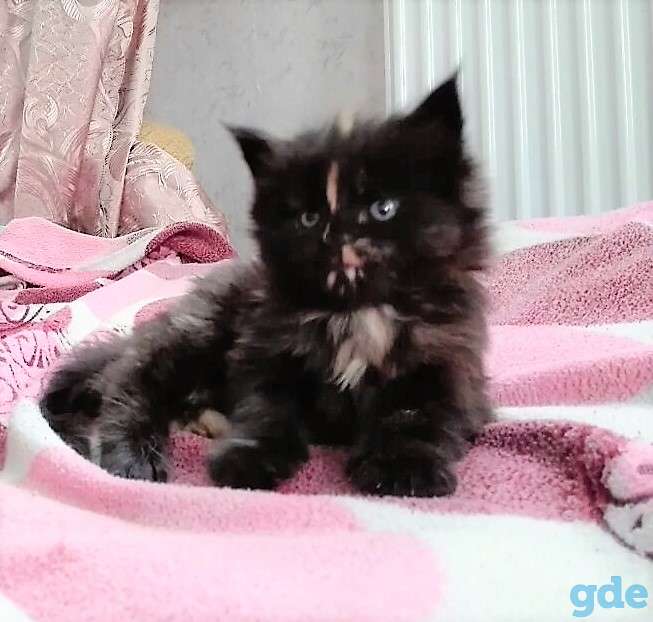 Мейн-кун котёнок, фотография 6