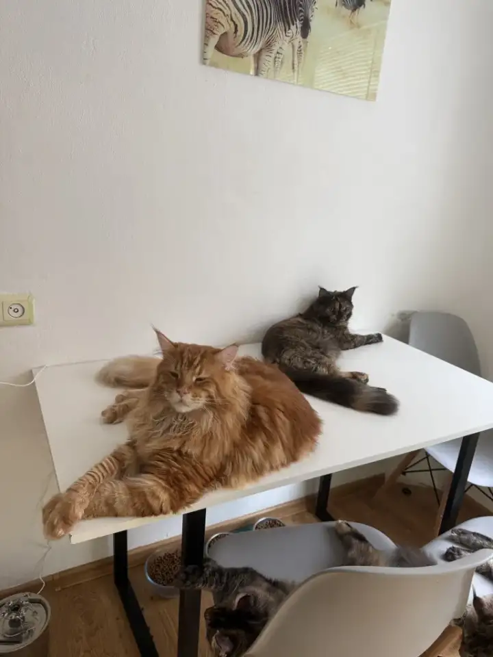 Котята мейн-кун, фотография 5