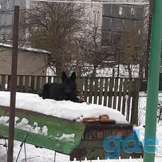 Щенок, фотография 2