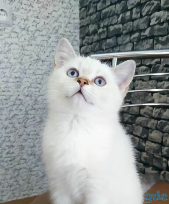 Котенок, фотография 2