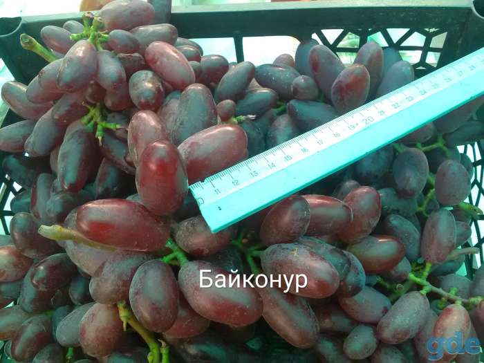 Продается столовый виноград, фотография 1