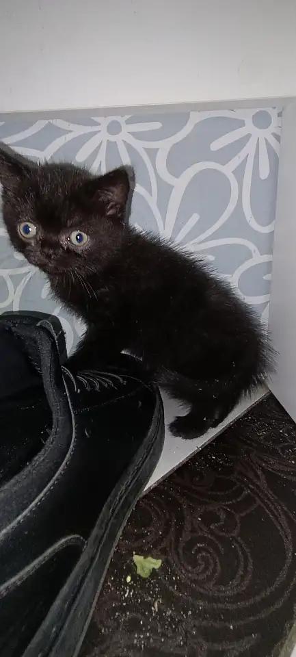 Котята британцы, фотография 7