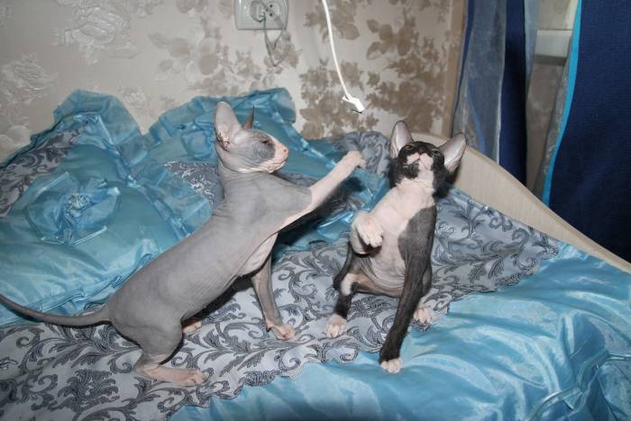 Донские сфинксы, фотография 1