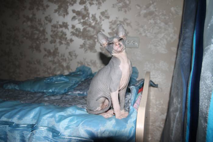 Донские сфинксы, фотография 5