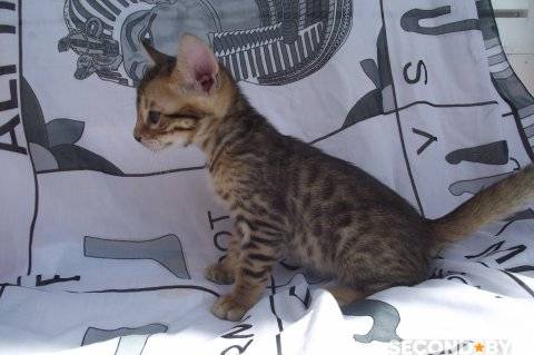 Котята бенгальской породы, фотография 1
