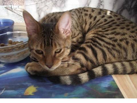 Котята бенгальской породы, фотография 2