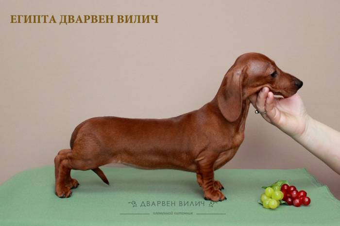  Предлагаем щенков миниатюрной и кроличьих гладкошерстных такс. ., фотография 5