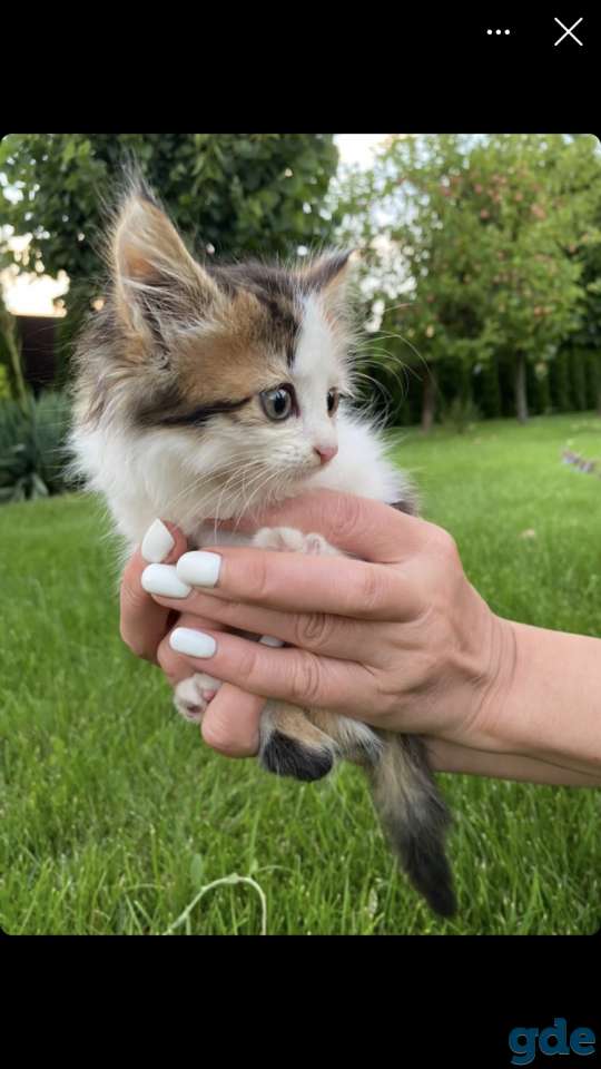Кошечка ищет дом, фотография 1