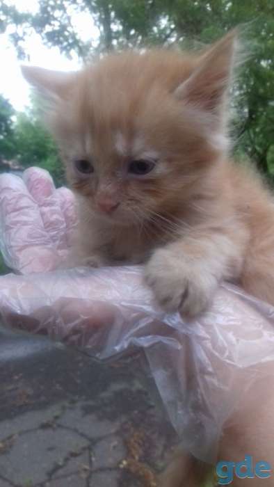 Котята даром, фотография 6