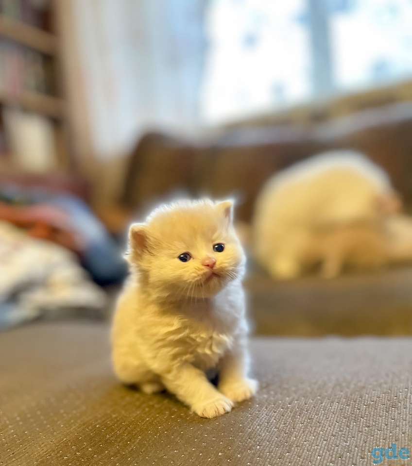 Котята, фотография 1