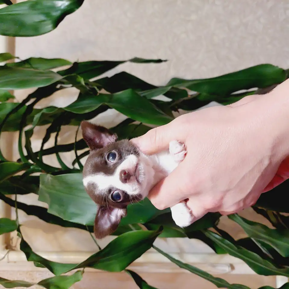 Мини чихуахуп, фотография 5