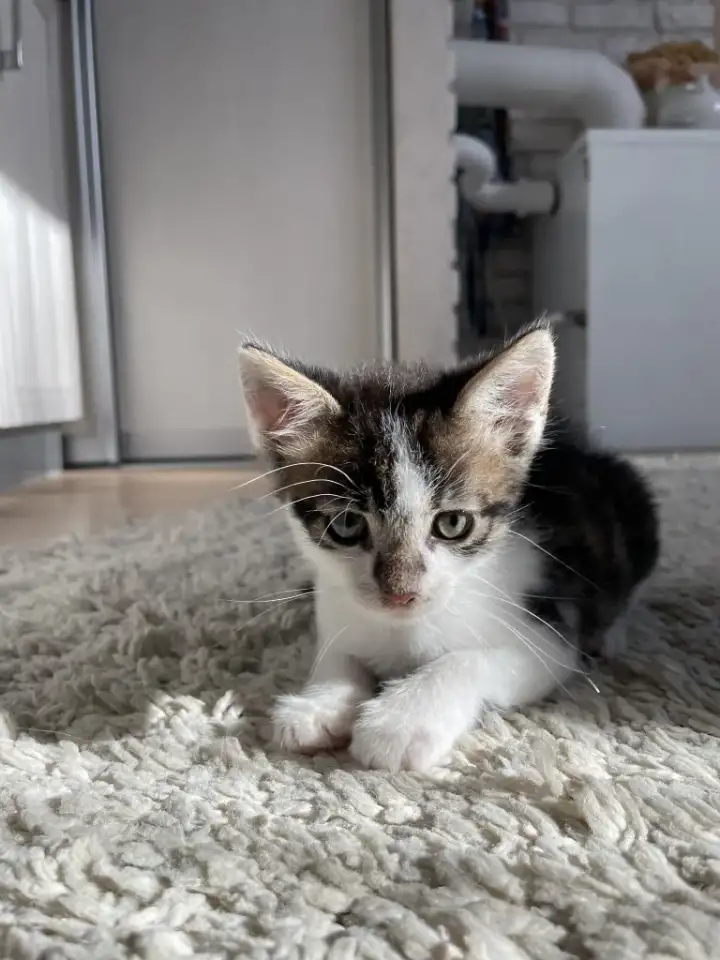 Отдам котенка в добрые руки, фотография 3