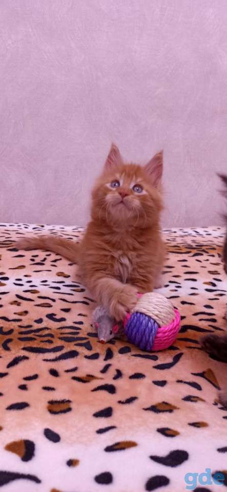 Готовы к продаже котята породы мейн-кун, фотография 10