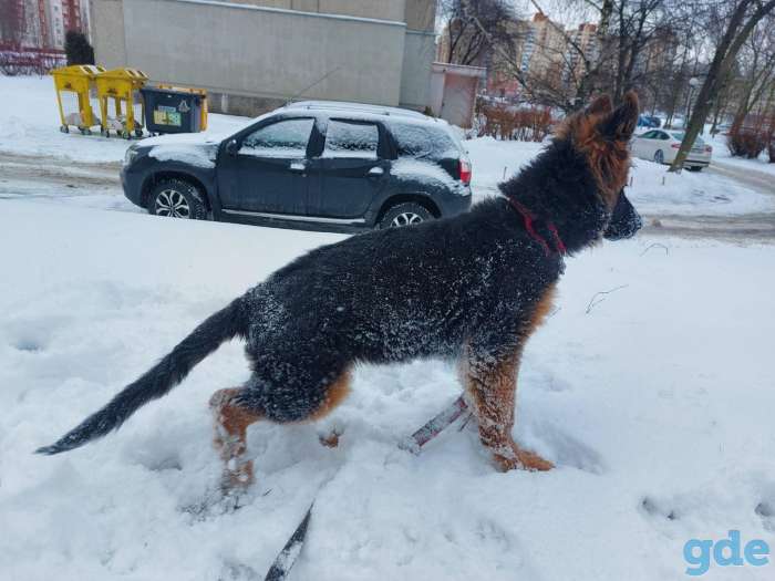 Щенок немецкой овчарки, фотография 3