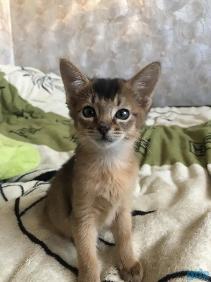 Абиссинский котенок, фотография 2