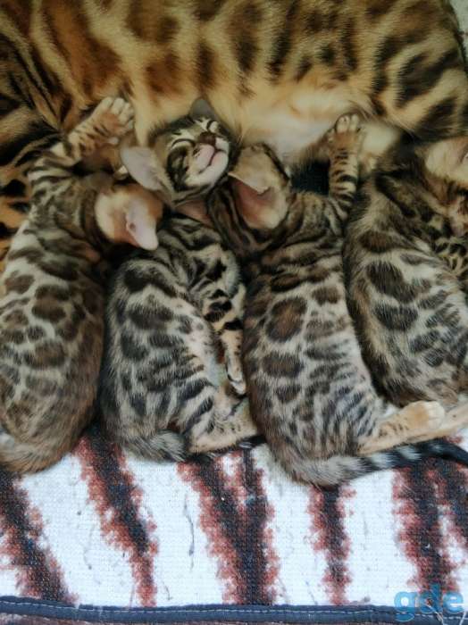 Бенгальский котенок, фотография 5
