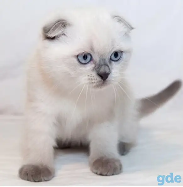 Шотландский котенок, фотография 1