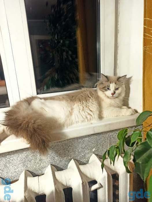 Невский маскарадный котенок, фотография 3