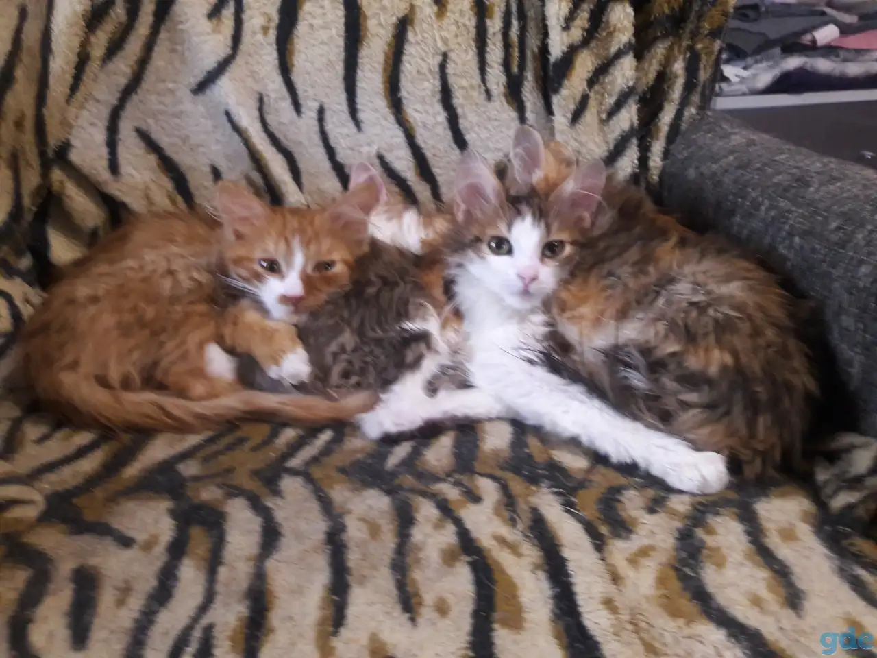 котята, фотография 4