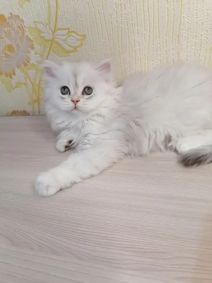 Британская кошечка, фотография 1