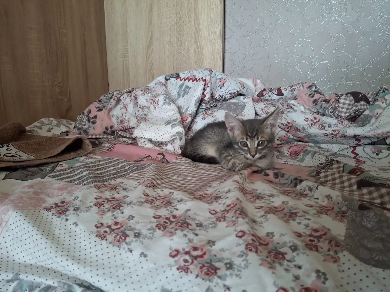 Отдам котёнка даром, фотография 2