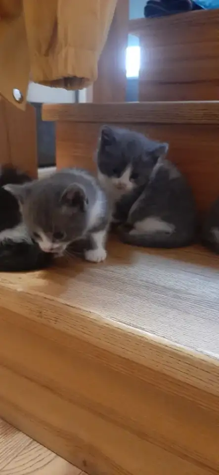 Отдам котят в хорошие руки, фотография 10