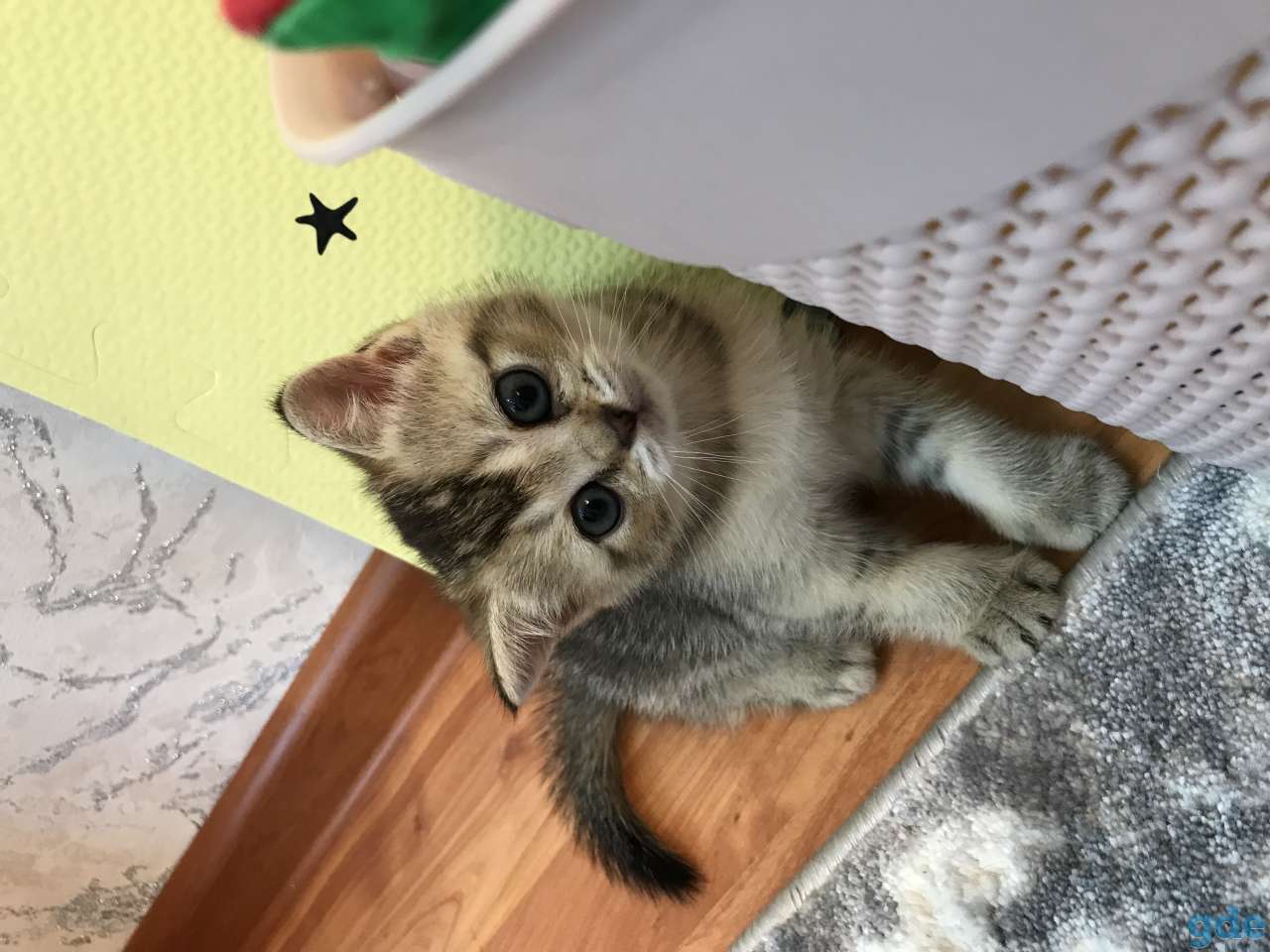 Продаются котята, фотография 2