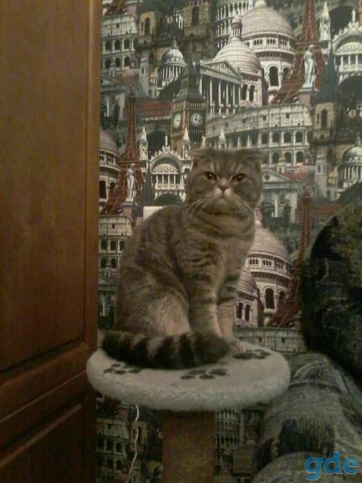 Шотландские котята, фотография 7