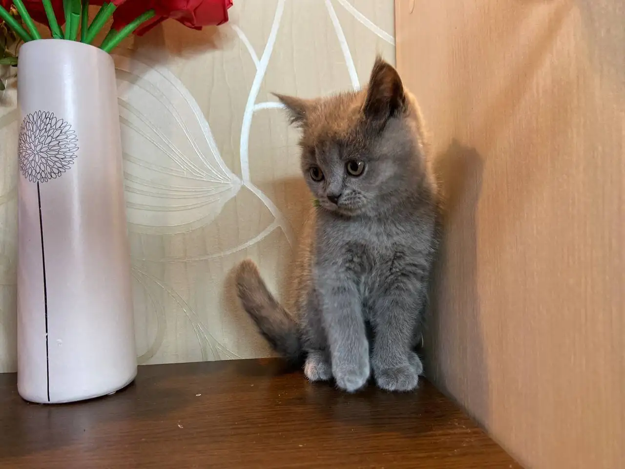 Британские котята, фотография 12
