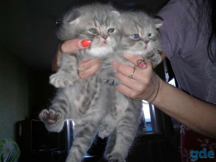 Шотландские котята, фотография 6