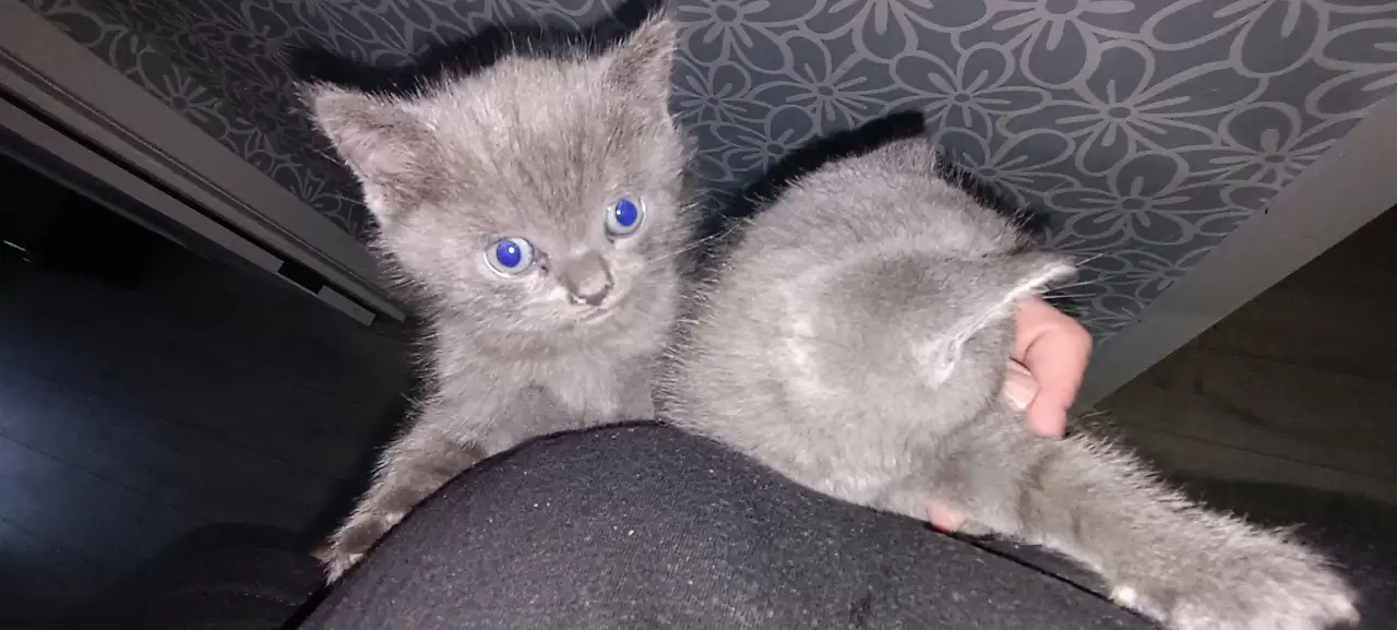 Котята британцы, фотография 1