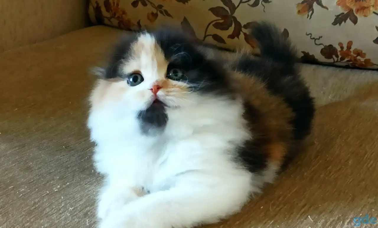 Шотландские котята яркого окраса, фотография 7
