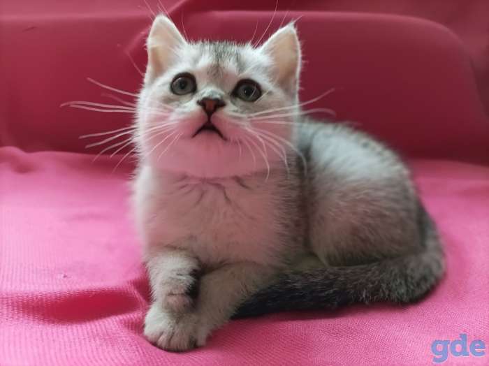 Чистокровные шотландские короткошерстные котята, фотография 5