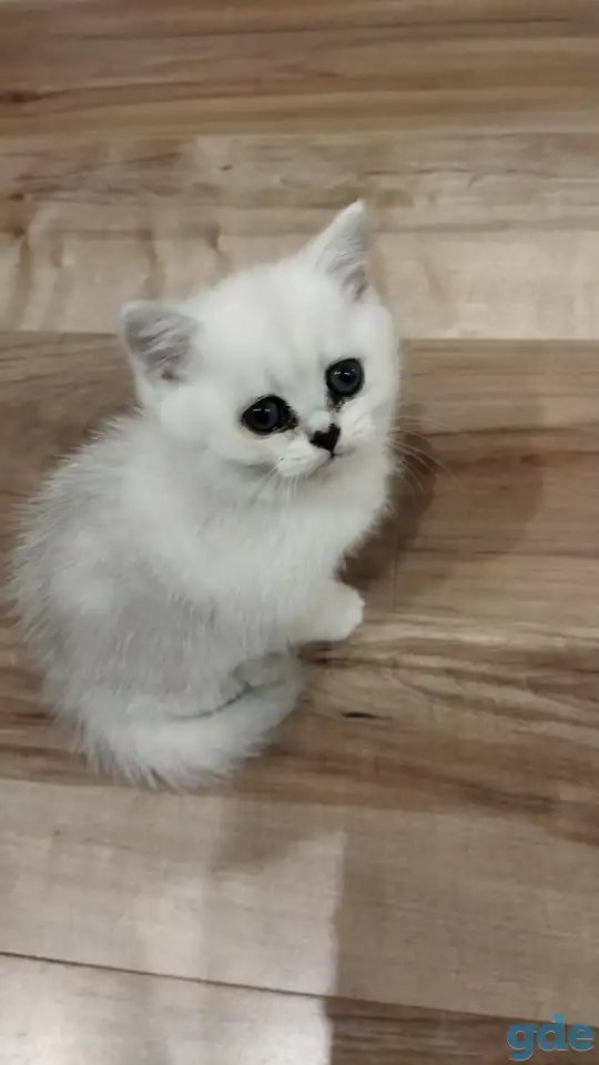 Котёнок девочка британская короткошерстная, фотография 3