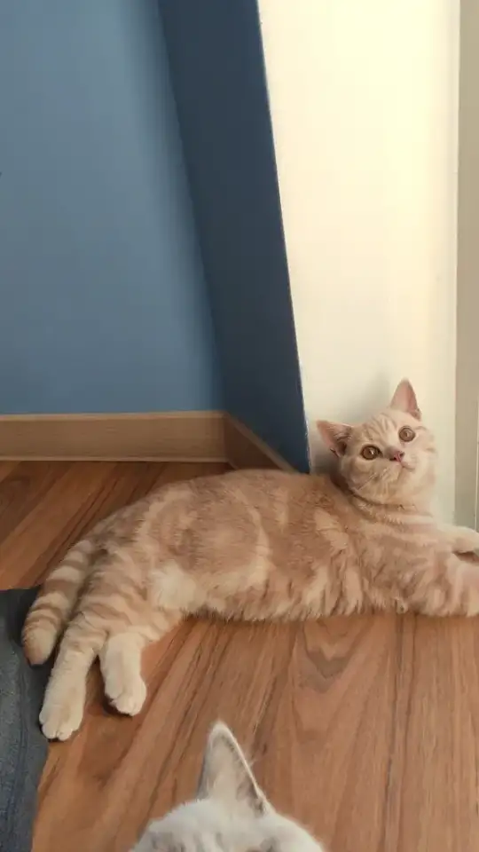 Элитный британский котенок, фотография 2
