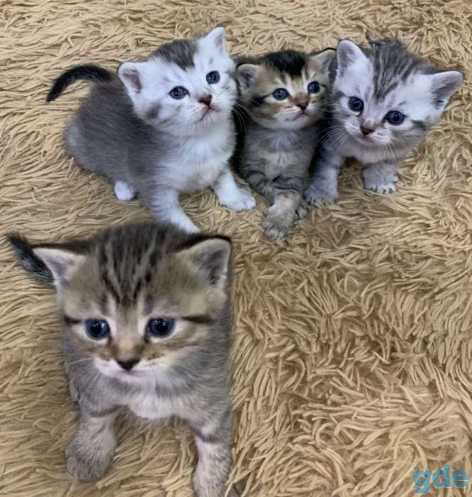 Котёнок, фотография 1