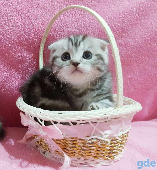 Вислоухие шотландские котята., фотография 4