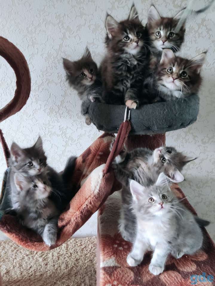 Продаются чистокровные котята Мэйн Кун, фотография 7