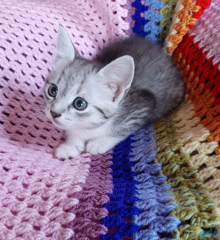Котята в хорошие руки, фотография 2