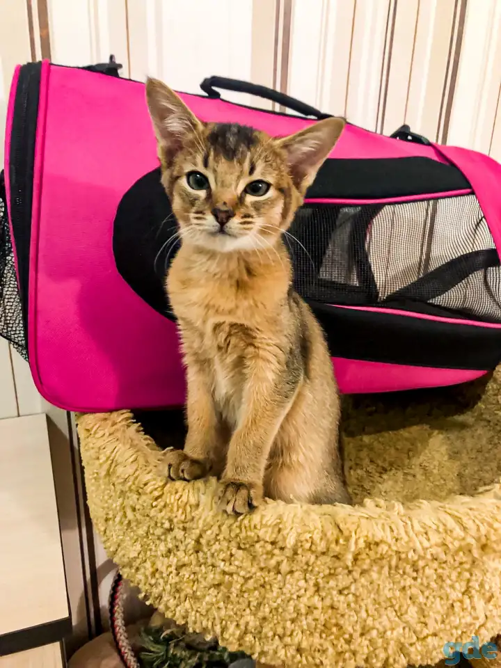 Аббисинская кошка, фотография 2