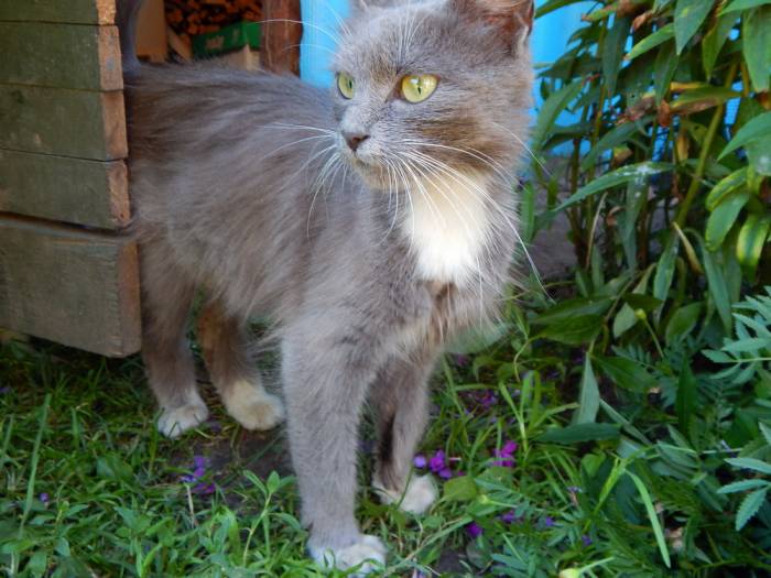 СРОЧНО ОТДАМ В ДОБРЫЕ РУКИ КОТЯТ И КОШКУ, фотография 2