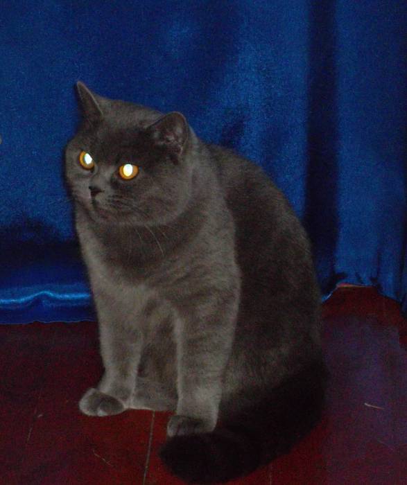 Отдам кошку, фотография 1