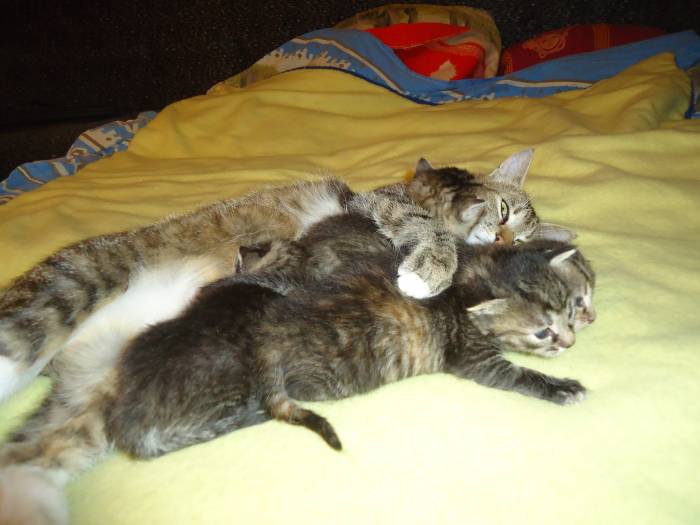 отдам котят в хорошие руки, фотография 3